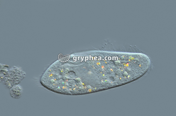 Paramécie x100 - gryphea.org